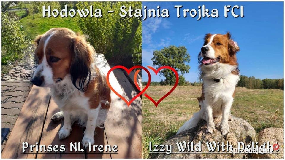 Do adopcji urocze szczeniaki rasy Kooikerhondje Zaświatycze