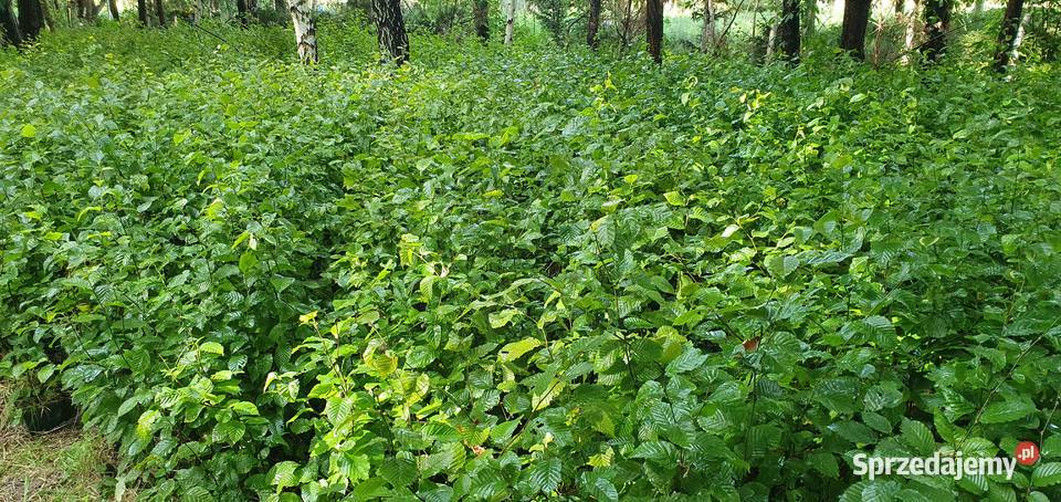Grab na żywopłot Duże sadzonki grabu graby na