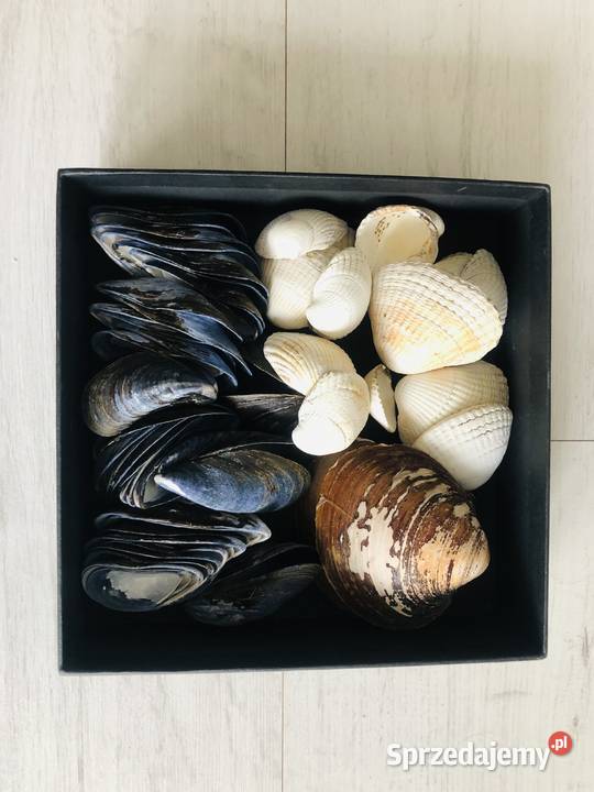 Muszle muszelki muszla ozdobne egzotyczne odcienie błękitu Łódź