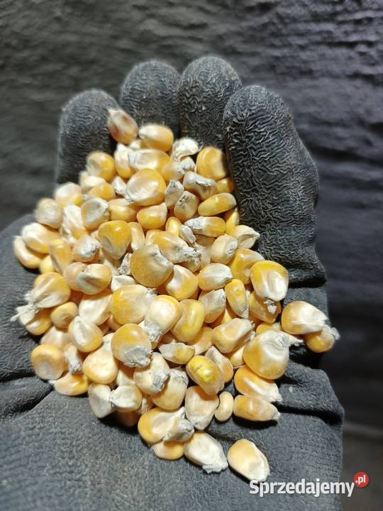 Kukurydza sucha pszenica owies jęczmień Zboża łódzkie Longinówka