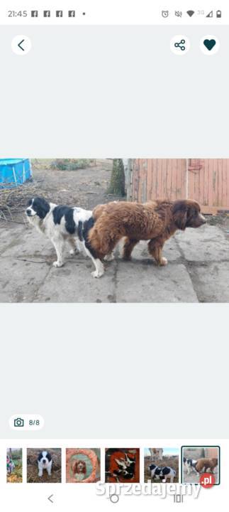 Nowofundland szczeniaki Starogard Gdański