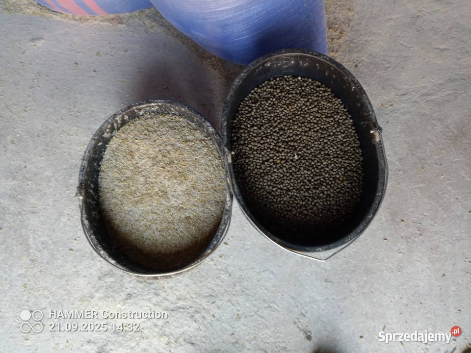 łubin słodki śruta paszowa