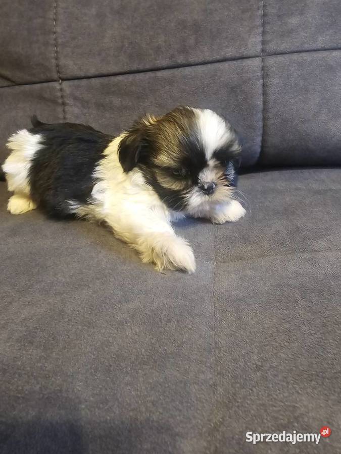 Shih Tzu dziewczynka śląskie Częstochowa