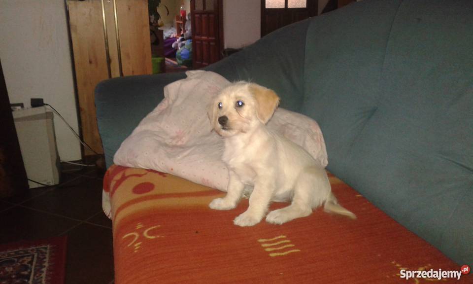 Mieszaniec yorka z Jack russell terrier Warszawa