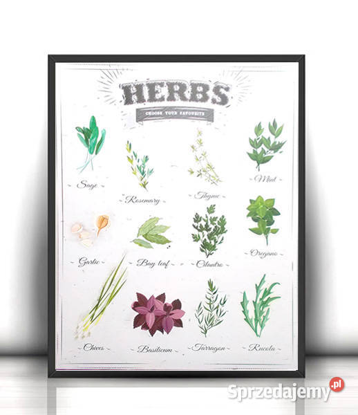 zioła plakat do kuchni rośliny plakat 40x50 Kielce