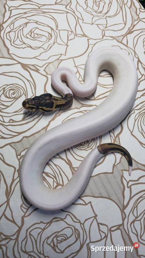 Wąż pyton królewski python regius samiec Wrocław