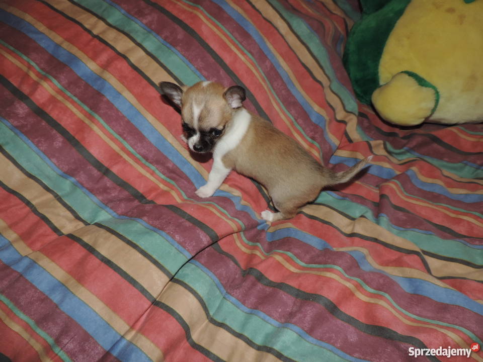 Chihuahua Exclusiv XXS piękne słodziaki Kołobrzeg