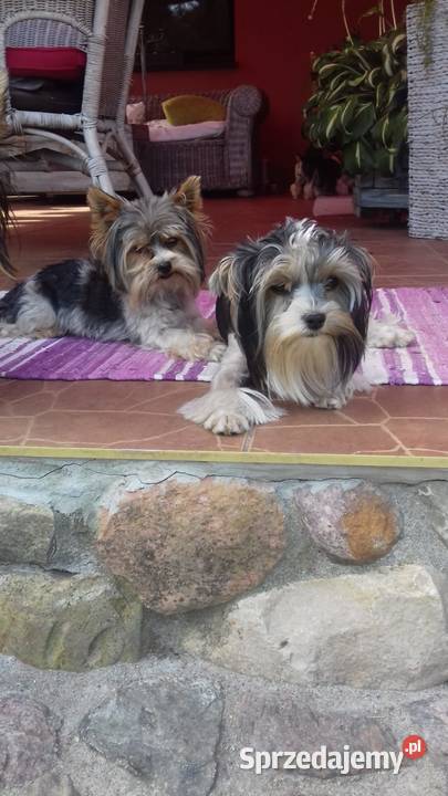Sprzedam sunie Yorkshire Terrier Bewer zachodniopomorskie