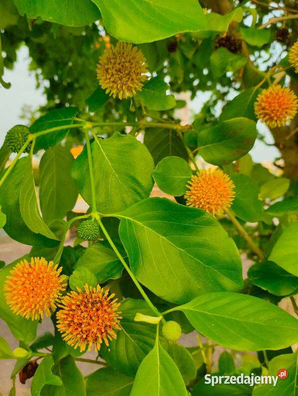 MITRAGYNA PARVIFOLIA Mitragyna parvifolia Lubanie