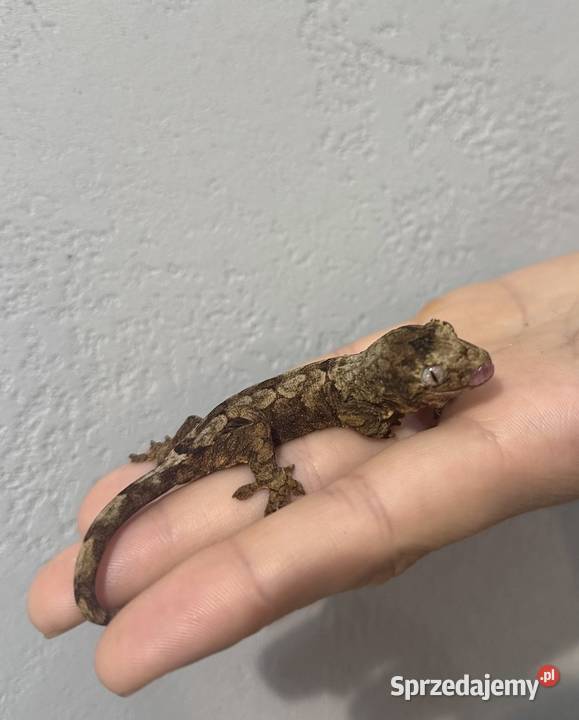 Gekon omszały OKAZJA Sułkowice