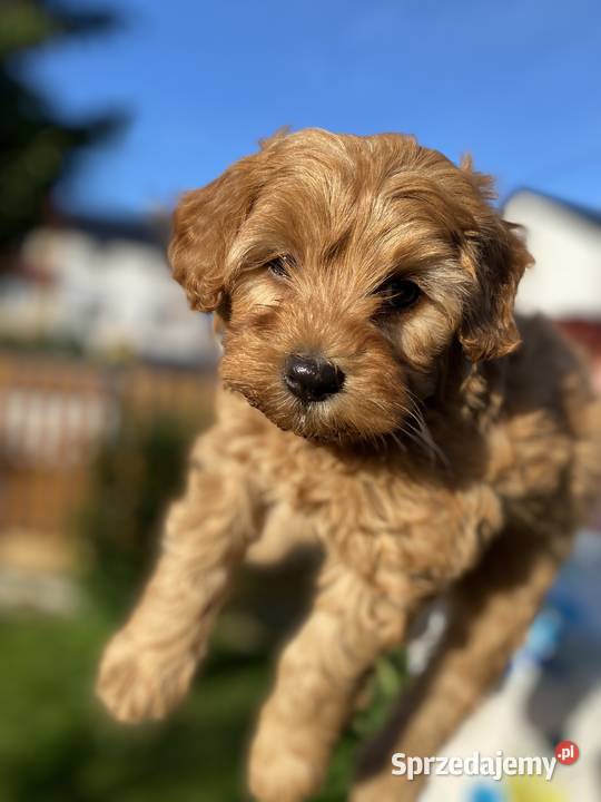 Piękny piesek Maltipoo Warszawa