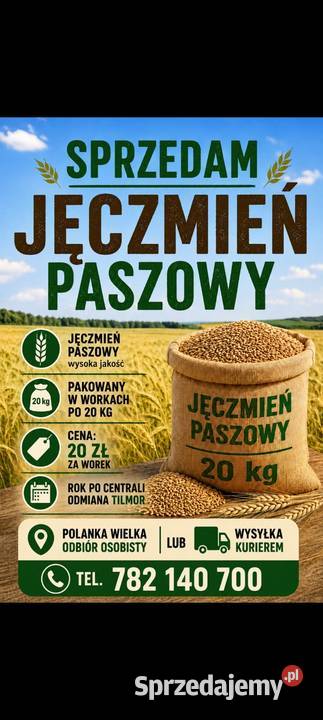 Jęczmień jary paszowy Tilmor Polanka Wielka