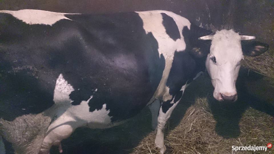 Sprzedam krowy Bydło mleczne podkarpackie Jawornik Polski sprzedam