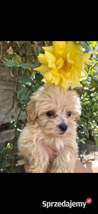 Sprzedam pieski Maltipoo Pozostałe Porąbki