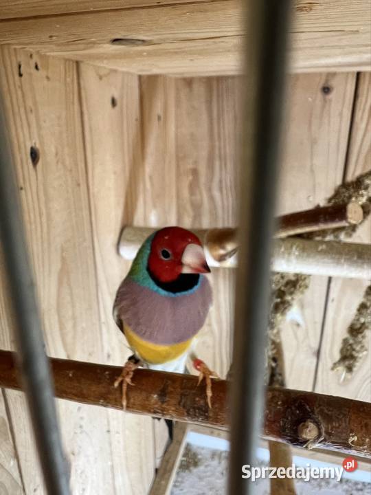 Amadyna wspaniała samiec 2025r