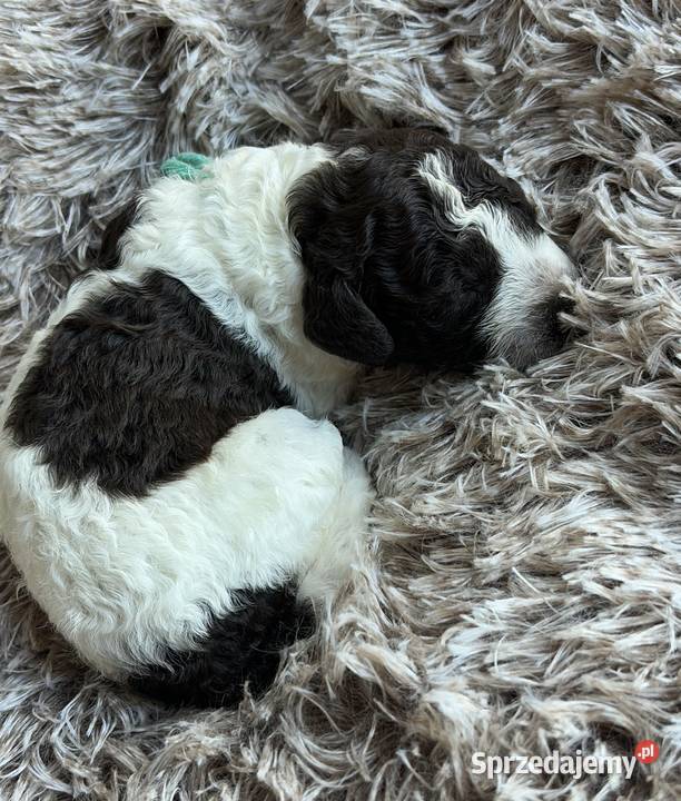 Hiszpański Pies Dowodny Szczenięta Porąbka