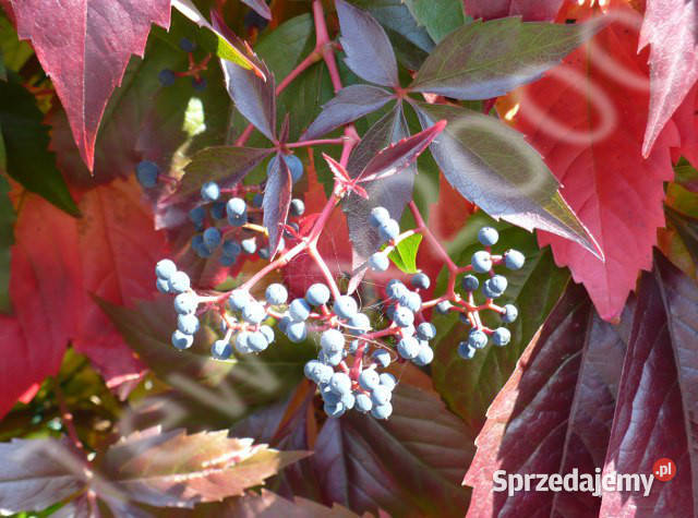 WINOBLUSZCZ Parthenocissus quinquefolia NASIONA kujawsko-pomorskie Lubanie sprzedam