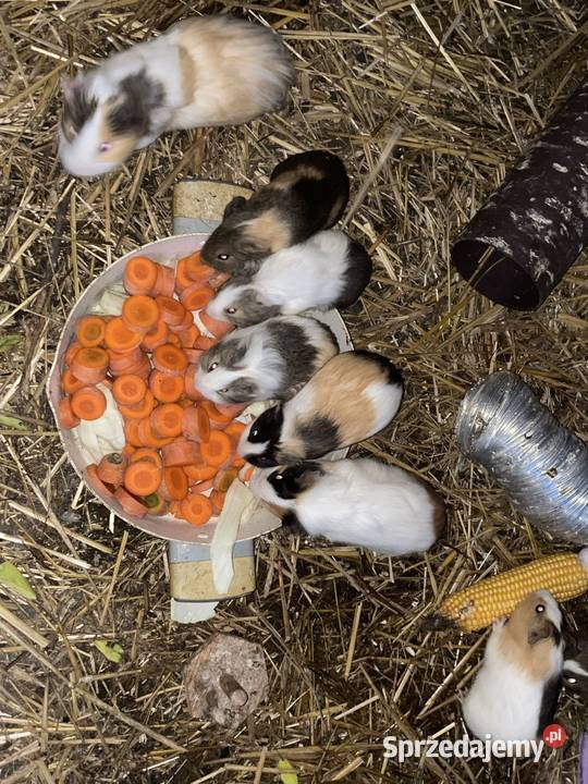 Świnki morskie sprzedam Dobra Nadzieja