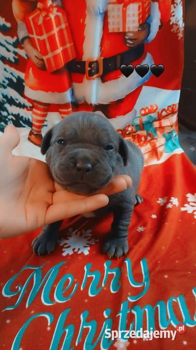 Amstaff Zapowiedź Miotu Radomsko