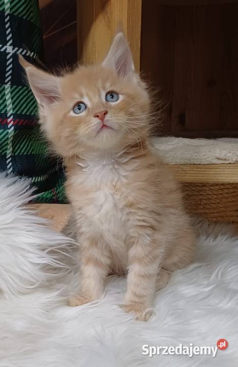 Maine Coon kocurek ds25 rodowód FPL Olkusz