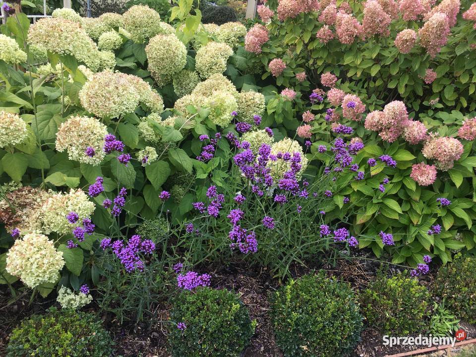 Sadzonki hortensji Anabell Krzekotówek