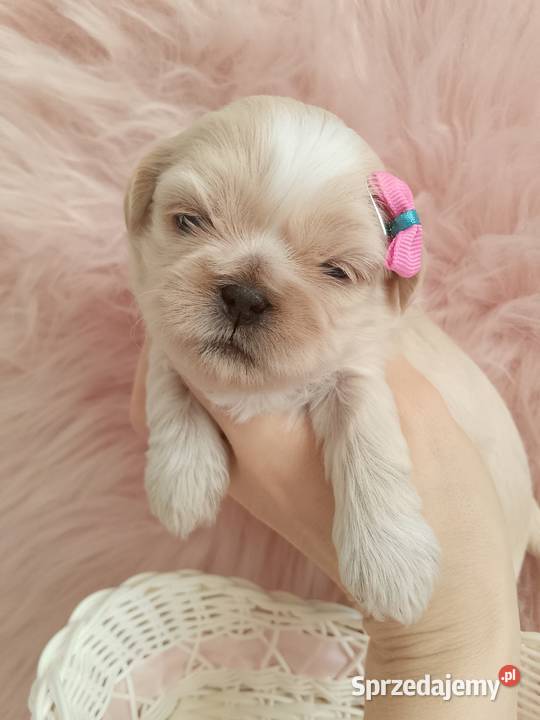 Przepiękna suczka rasy ShihTzu szuka domku