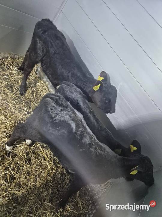 Byczki jałoszki cielaki łódzkie