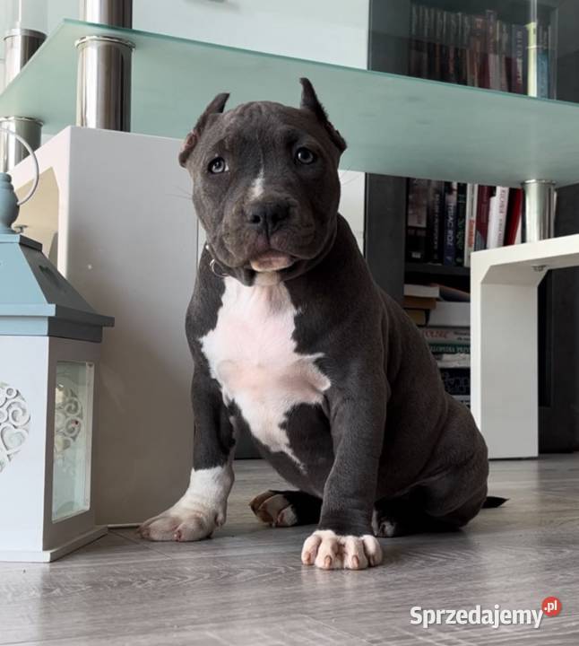 Suczka American Bully ABKC