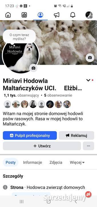 Maltańczyk sunia ZHPR UCI Mierczyce