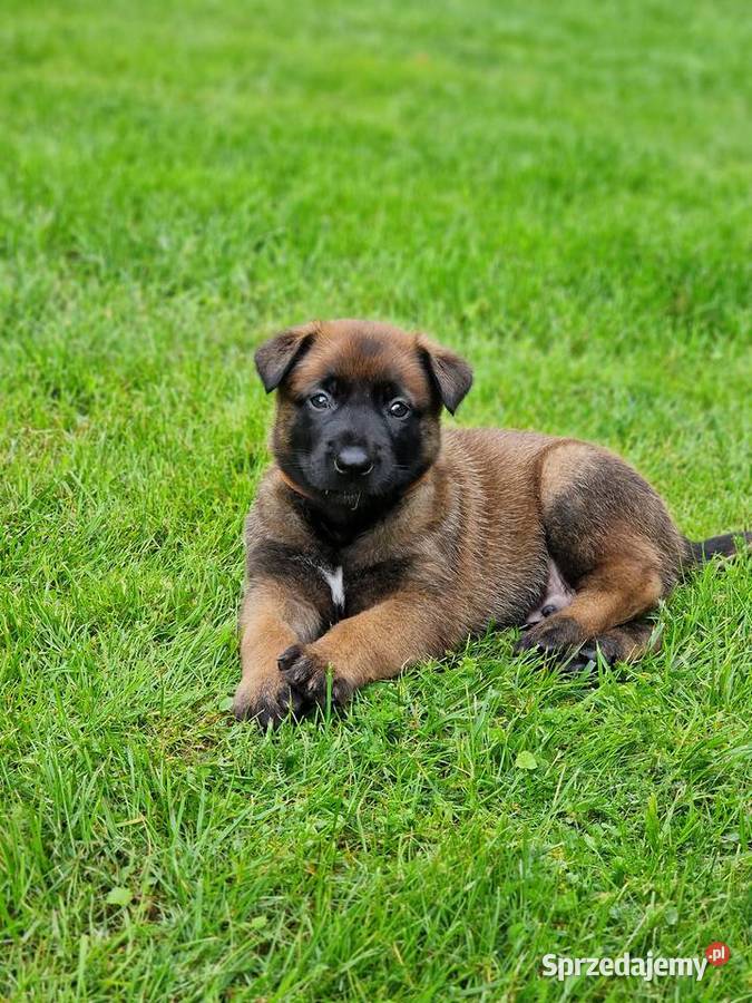 Owczarek belgijski Malinois FCI zapowiedz miotu Nowy Sącz