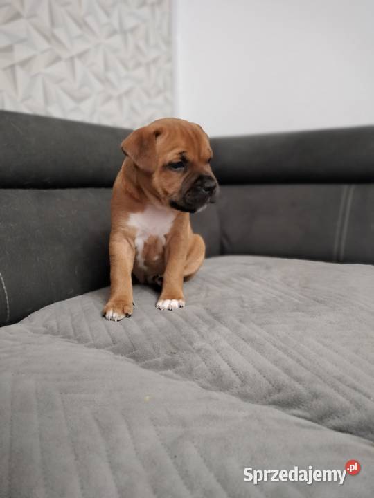 Staffordshire bull terrier staffik Staff ostatni Amstaff Łódź