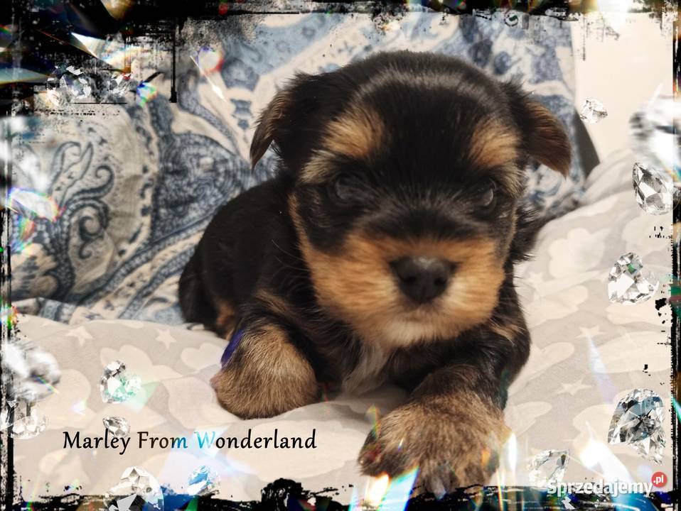 Marley YORK Black And Tan Piękny piesek Rodowód Wrocław