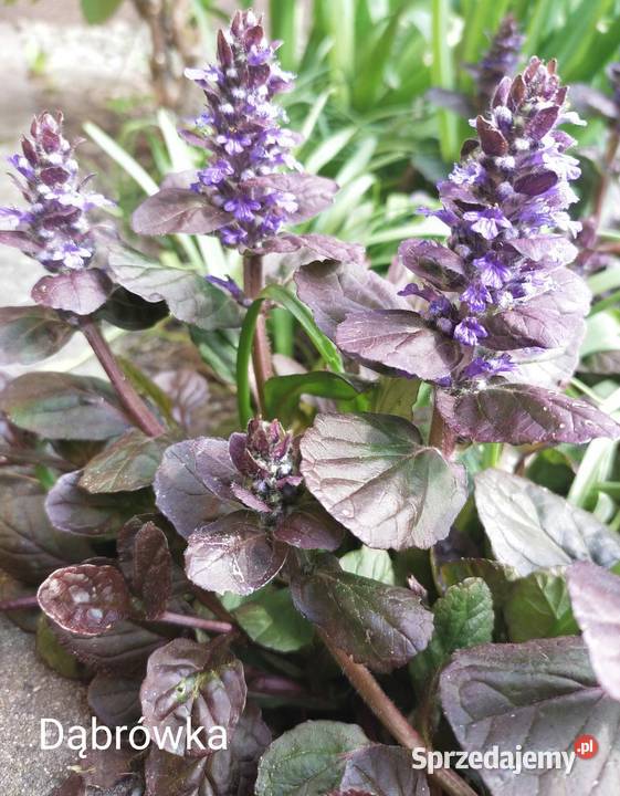 Dąbrówka bylina zapewniająca sadzonka śląskie Jaworzno