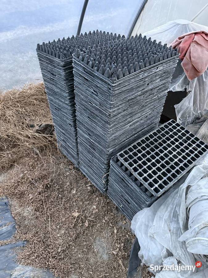 Tacki do rozsady lubelskie Obsza