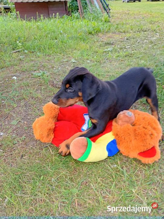 Dobermany szczeniaki mocne Ostrów Mazowiecka