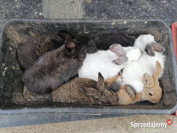 Sprzedam króliki 4M Kakonin