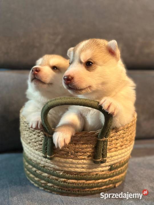 Siberian Husky Championach ZKwP FCI Kraków