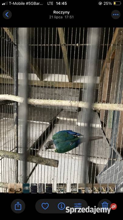 Papugi rudosterki małopolskie Andrychów