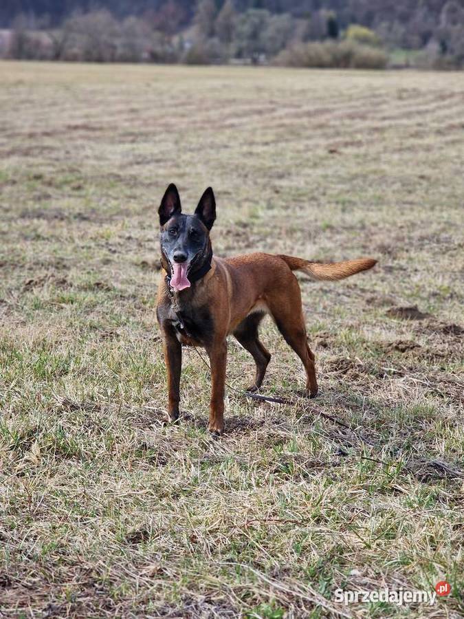 Owczarek belgijski Malinois FCI zapowiedz miotu Owczarek Owczarek