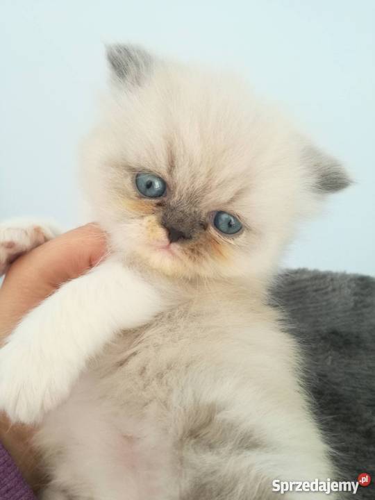 Kotki Perskie Stalowa Wola