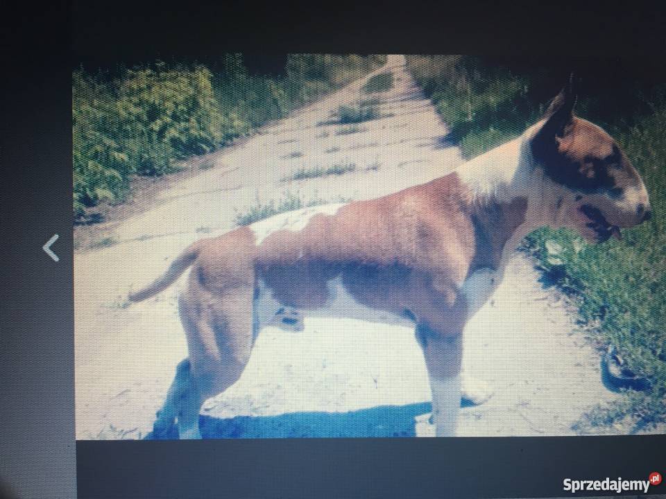 Bulterier standard zkwpfci pies 25 letni wielkopolskie Poznań