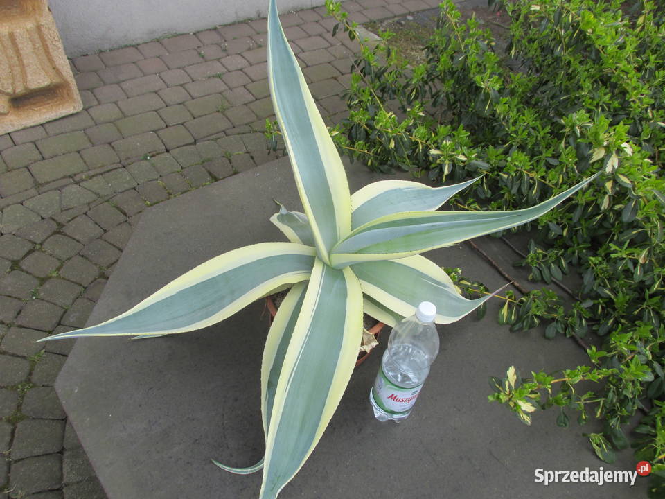 Agawa kolekcjonerska Agave guiengola Creme Kraków sprzedam