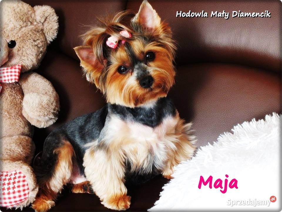 Yorkshire Terrier York Maja z Rodowodem do Żary sprzedam