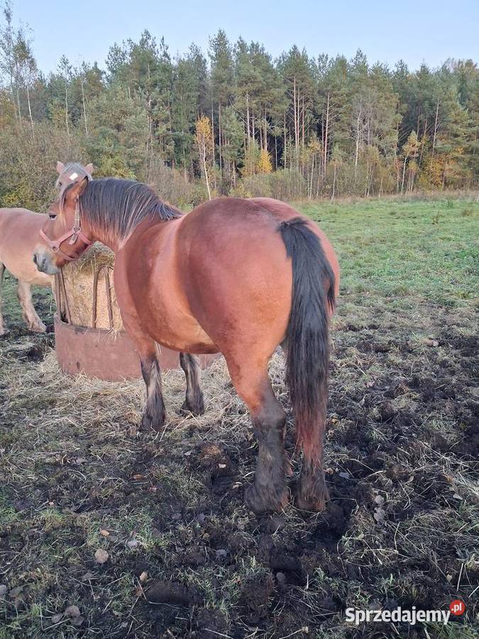 Sprzedam klacz pkz źrebna