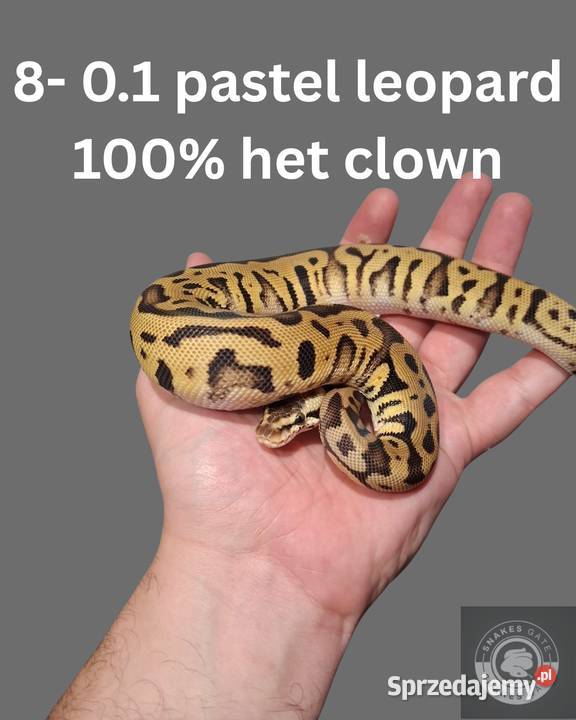 Pyton Królewski Pastel Leopard Het Clown Gady i płazy zachodniopomorskie