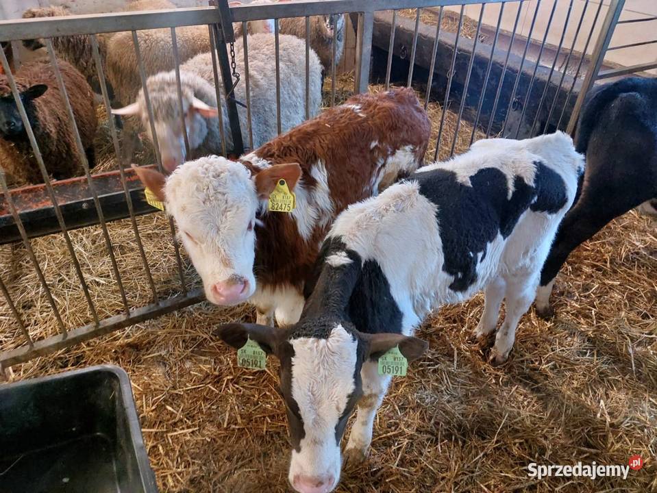 Byczki różnych ras sprzedam