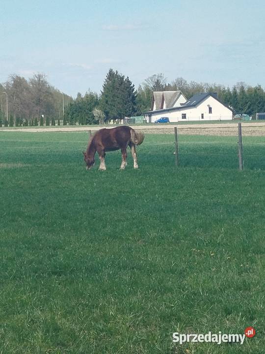Źróbka kasztanka Kąkolewnica