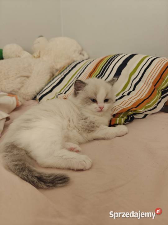Kwintesencja ragdolla towarzyska kotka Rodowód Ragdoll lubelskie Lublin