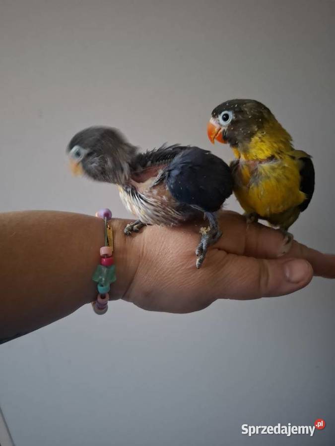 Nierozłączki czarnogłówki papugi ręcznie sprzedam