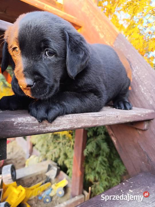 Pieski i suczki Labradora Retriever czarnego Tarnów